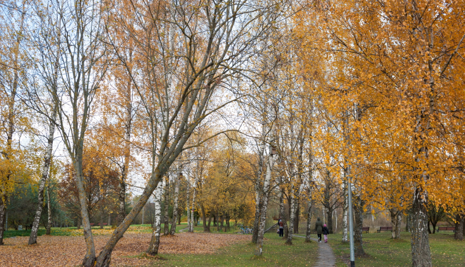 Koki rudenī