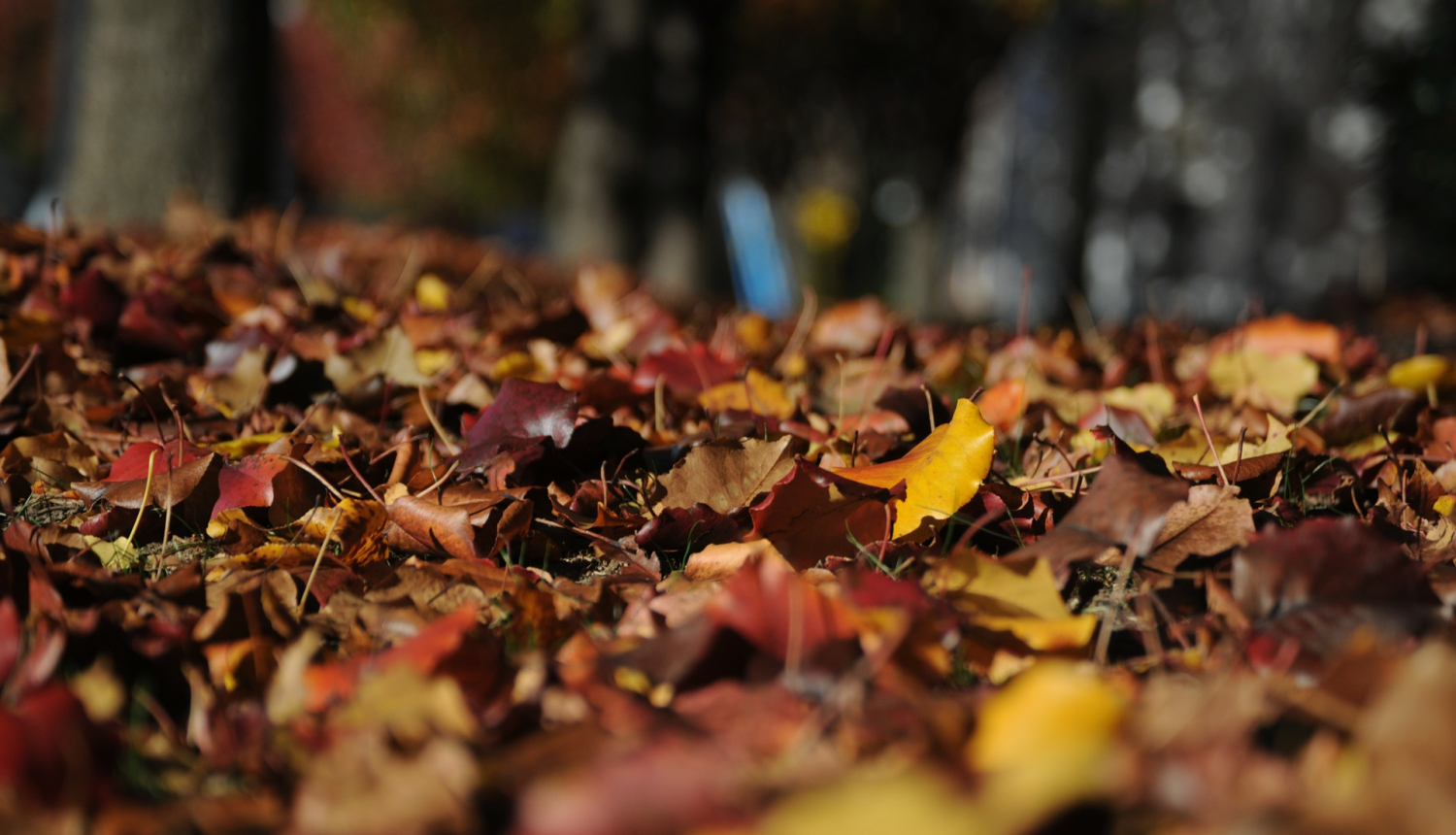 Rudens lapas