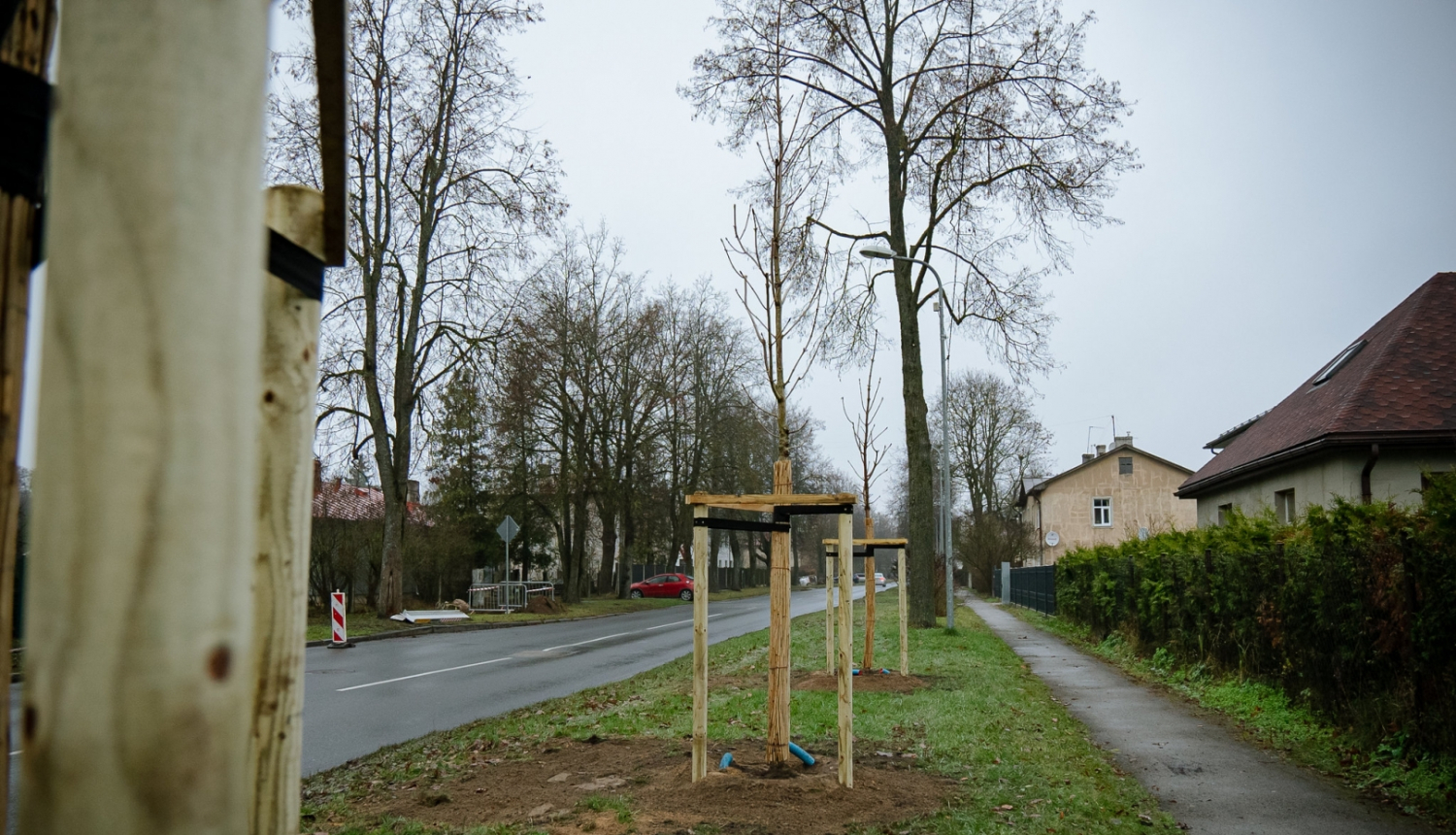 Sastādīti koki