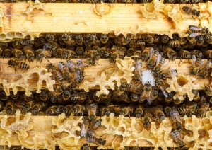 Bites
